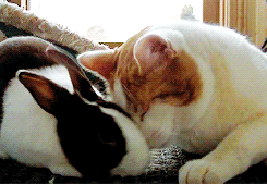 bunny-and-cat-snuggle