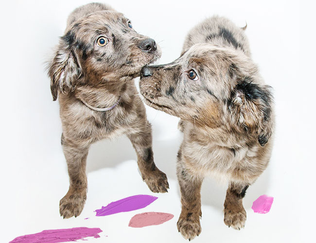 Puppies and Lipstick