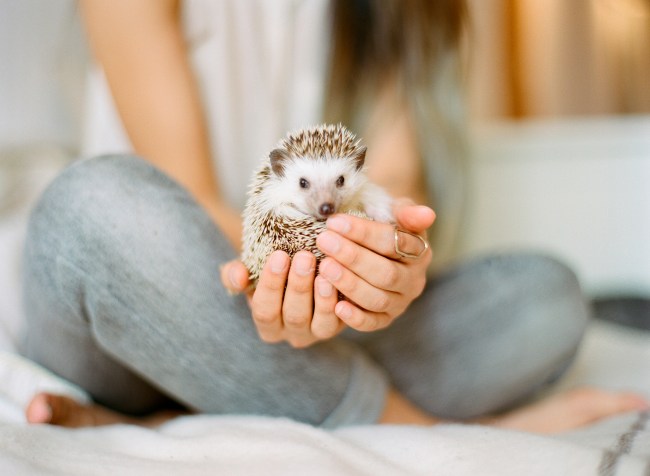 Adopt a Hedgehog