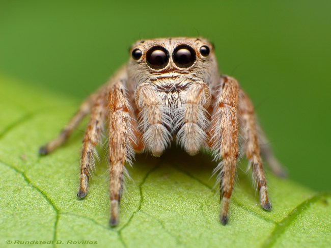 Jumping Spider Pet