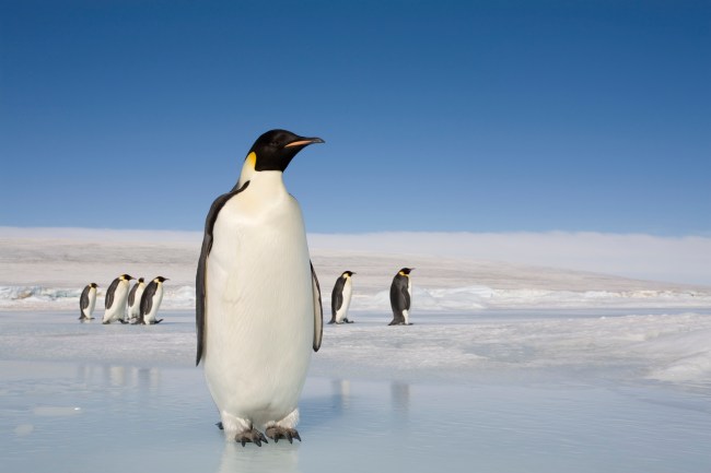 Emperor Penguin walking along a sheet of white ice with other penguins in the background