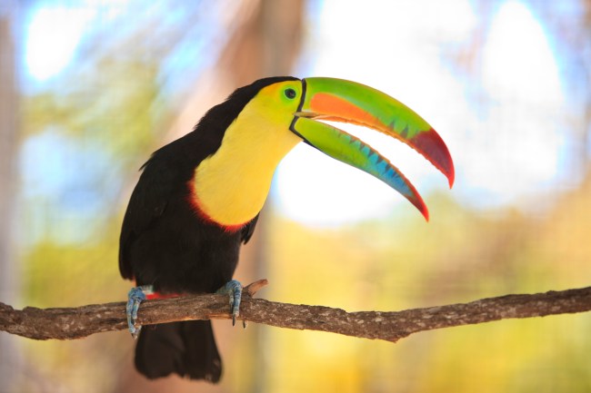 Toucan