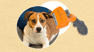 Cat Adoption Coronavirus Advice: How to Decide, Where to Look and More