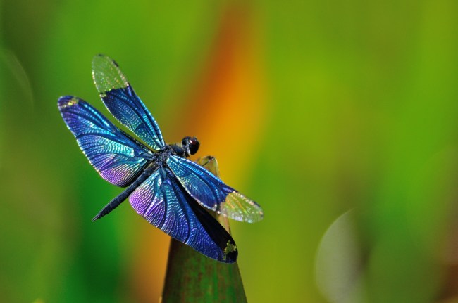 Sagittarius Dragonfly