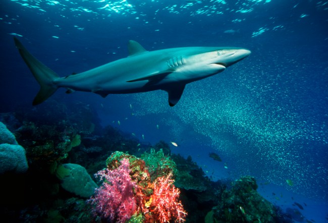 A silky shark swimming through a coral reef in the Andaman Sea, Thailand