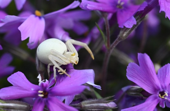Crab Spider