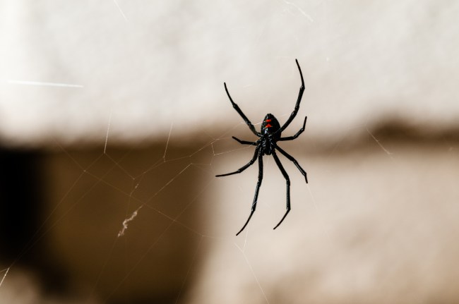 Black Widow Spider