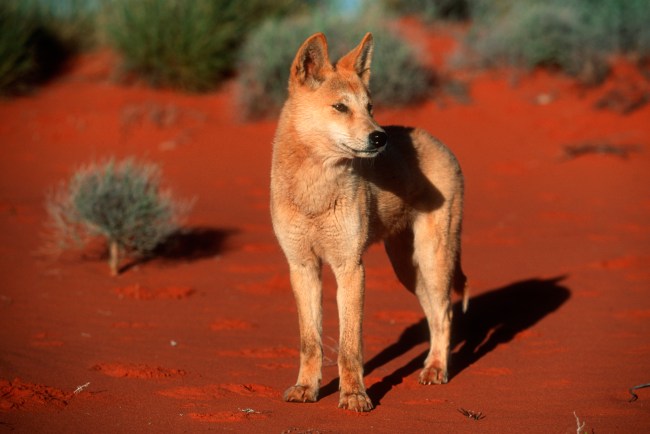 Australian Dingo