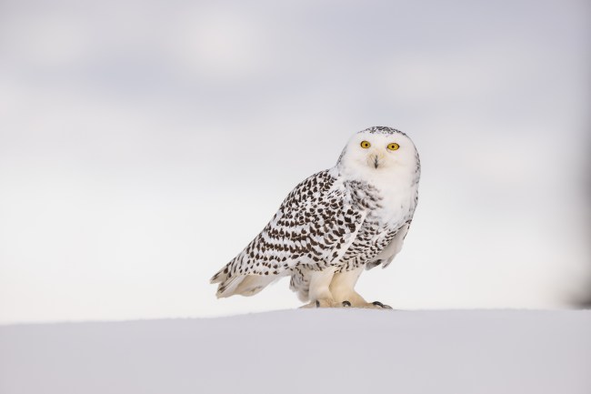 Snowy Owl