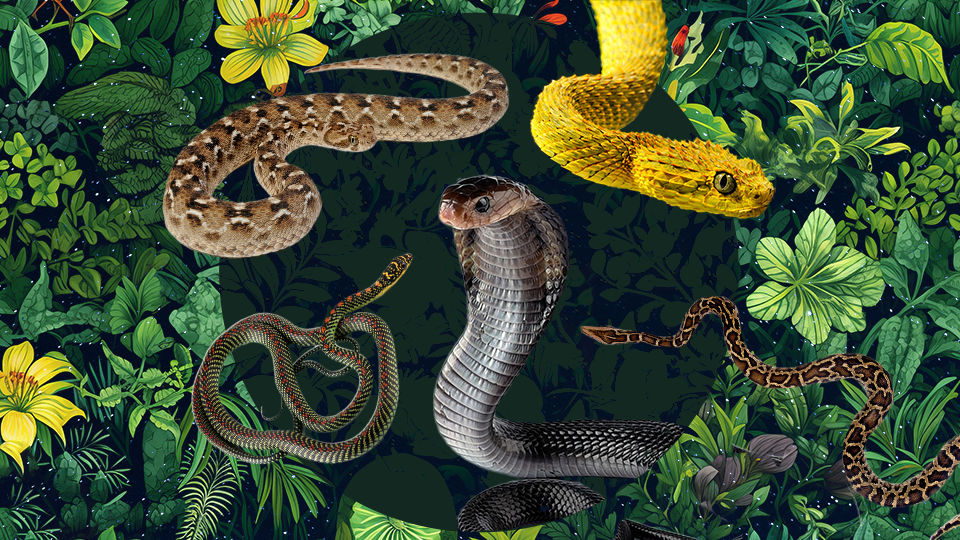 StyleCaster | The Snake That Describes Each Zodiac Sign's Sneaky & Secretive Side