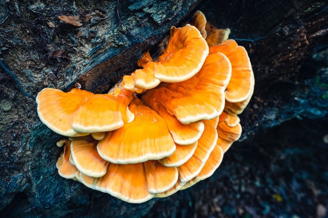 Chicken of the Woods (Laetiporus sulphureus)