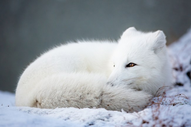 Arctic fox