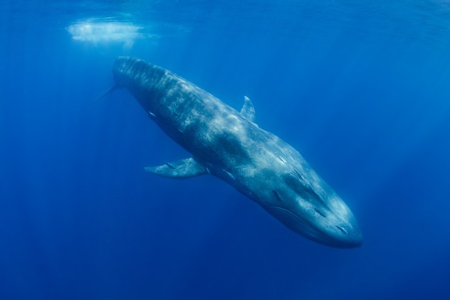 Blue Whale