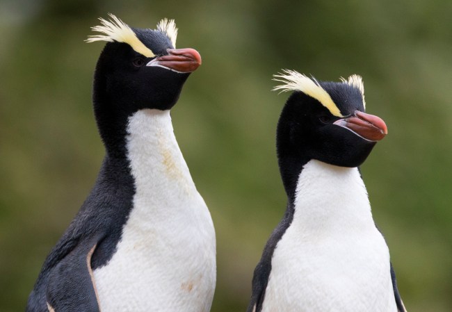 Erect-crested Penguin