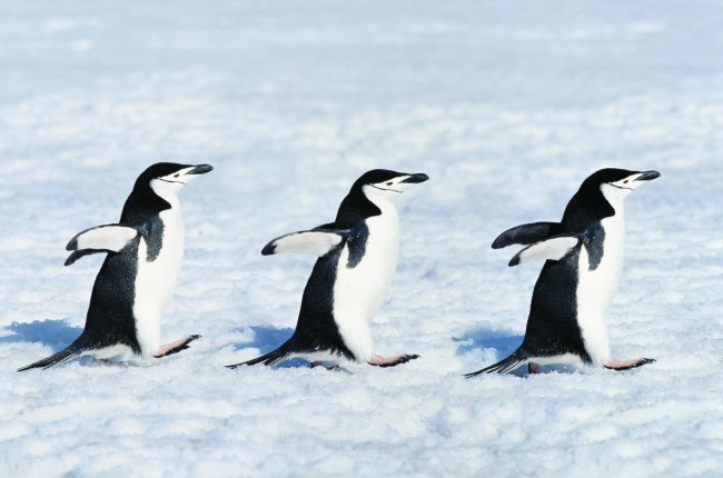 Chinstrap Penguin