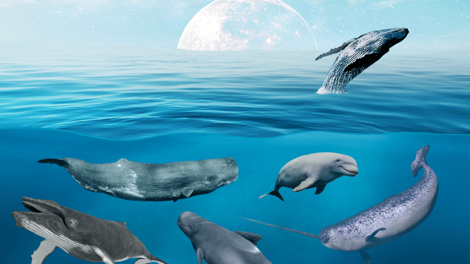 StyleCaster | The Whale Each Zodiac Sign Shares a Spiritual Connection With