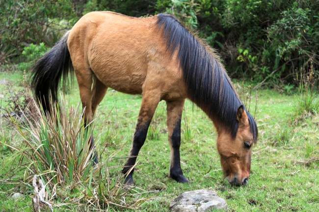 Brown Criollo Horse grazing grass, Merida, Venezuela.