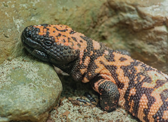 The Gila monster (Heloderma suspectum, is a species of venomous lizard native to the Southwestern United States and the northwestern Mexican state of Sonora. Arizona.
