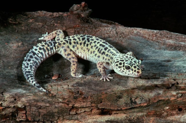 A leopard gecko, which is a popular pet, stands on a log.