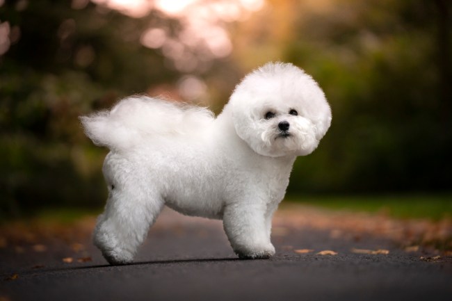 A bichon frise dog stands sideways and shows its body. Outdoor photo