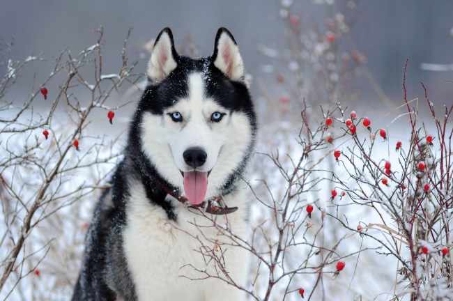 A Siberian husky standing in a snowy field