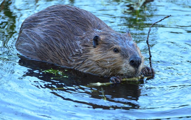 Wild beaver carrying a stick in his mouth at a rural pond in Wyoming