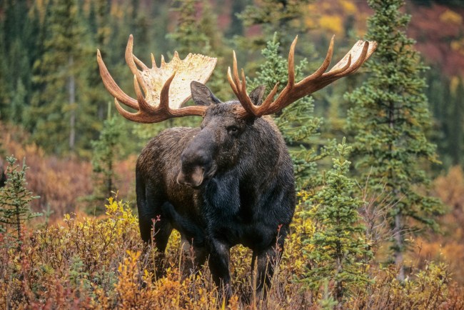 A large bull moose standing in the autumn tundra, Denali National Park, Alaska