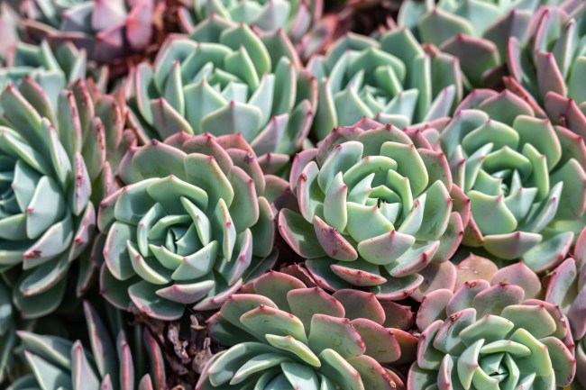 Crassulaceae, also known as the Stonecrop family or the Orpine family, is a family of dicotyledons with succulent leaves.